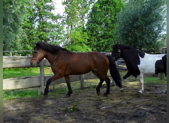 Caballos islandeses, Yegua, 24 años, Castaño