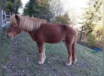 Caballos islandeses, Yegua, 26 años, Castaño