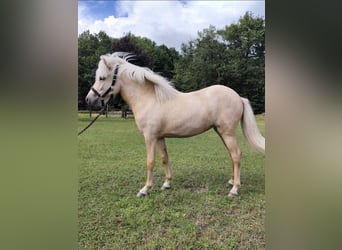 Caballos islandeses, Yegua, 2 años, 130 cm, Palomino