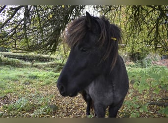 Caballos islandeses, Yegua, 2 años, 135 cm, Castaño-ruano