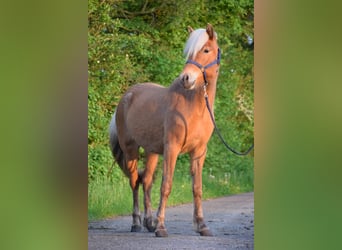 Caballos islandeses, Yegua, 2 años, 139 cm, Alazán