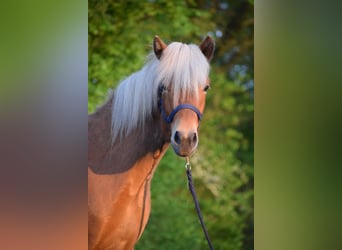 Caballos islandeses, Yegua, 2 años, 139 cm, Alazán