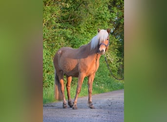 Caballos islandeses, Yegua, 2 años, 139 cm, Alazán