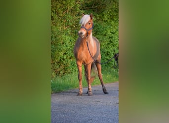 Caballos islandeses, Yegua, 2 años, 139 cm, Alazán