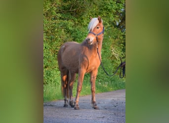 Caballos islandeses, Yegua, 2 años, 139 cm, Alazán