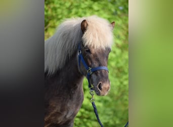 Caballos islandeses, Yegua, 2 años, 139 cm