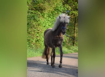 Caballos islandeses, Yegua, 2 años, 139 cm