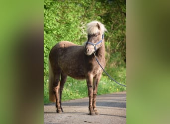 Caballos islandeses, Yegua, 2 años, 139 cm