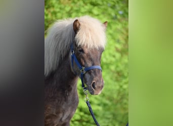 Caballos islandeses, Yegua, 2 años, 139 cm