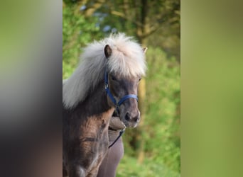 Caballos islandeses, Yegua, 2 años, 139 cm