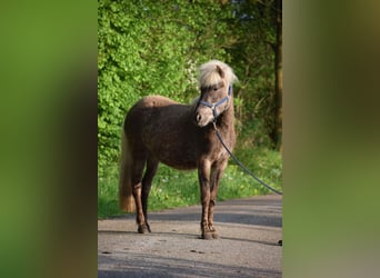 Caballos islandeses, Yegua, 2 años, 139 cm