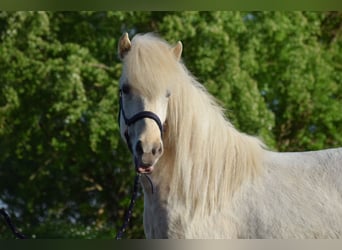 Caballos islandeses, Yegua, 2 años, 139 cm