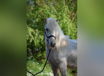 Caballos islandeses, Yegua, 2 años, 139 cm