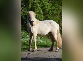 Caballos islandeses, Yegua, 2 años, 139 cm