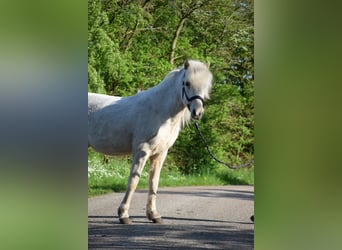 Caballos islandeses, Yegua, 2 años, 139 cm