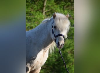 Caballos islandeses, Yegua, 2 años, 139 cm