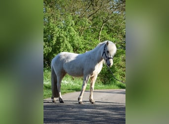 Caballos islandeses, Yegua, 2 años, 139 cm