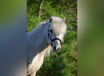 Caballos islandeses, Yegua, 2 años, 139 cm