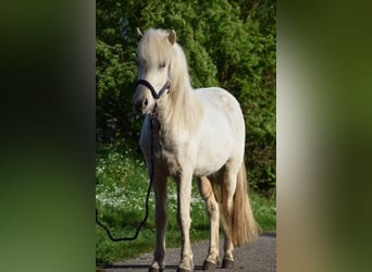 Caballos islandeses, Yegua, 2 años, 139 cm