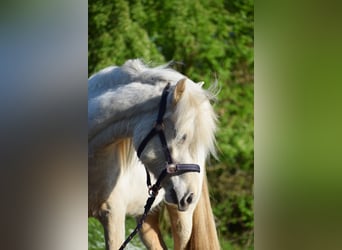 Caballos islandeses, Yegua, 2 años, 139 cm