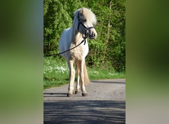 Caballos islandeses, Yegua, 2 años, 139 cm