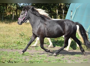 Caballos islandeses, Yegua, 2 años, 139 cm, Negro