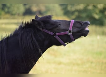 Caballos islandeses, Yegua, 2 años, 139 cm, Negro