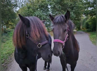 Caballos islandeses, Yegua, 2 años, 139 cm, Negro