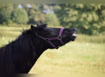 Caballos islandeses, Yegua, 2 años, 139 cm, Negro