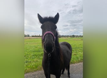 Caballos islandeses, Yegua, 2 años, 139 cm, Negro