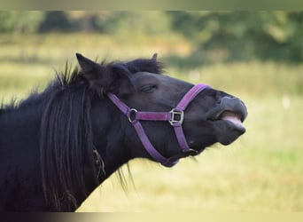 Caballos islandeses, Yegua, 2 años, 139 cm, Negro