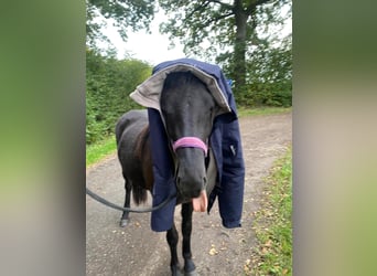 Caballos islandeses, Yegua, 2 años, 139 cm, Negro