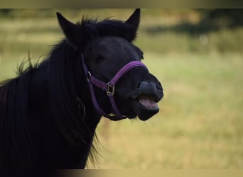 Caballos islandeses, Yegua, 2 años, 139 cm, Negro