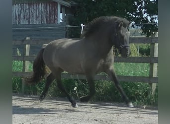 Caballos islandeses, Yegua, 2 años, 140 cm, Bayo