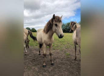 Caballos islandeses, Yegua, 2 años, 140 cm, Buckskin/Bayo