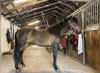 Caballos islandeses, Yegua, 2 años, 140 cm, Castaño oscuro
