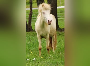 Caballos islandeses, Yegua, 2 años, 140 cm, Cremello