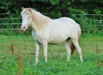 Caballos islandeses, Yegua, 2 años, 140 cm, Cremello