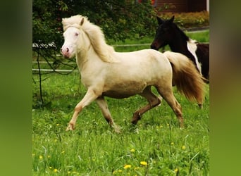 Caballos islandeses, Yegua, 2 años, 140 cm, Cremello