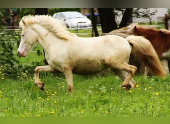 Caballos islandeses, Yegua, 2 años, 140 cm, Cremello