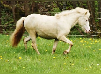 Caballos islandeses, Yegua, 2 años, 140 cm, Cremello