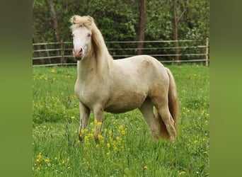 Caballos islandeses, Yegua, 2 años, 140 cm, Cremello