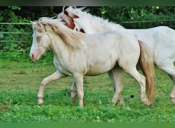 Caballos islandeses, Yegua, 2 años, 140 cm, Cremello