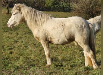 Caballos islandeses, Yegua, 2 años, 140 cm, Cremello