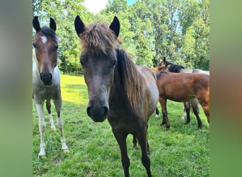 Caballos islandeses, Yegua, 2 años, 140 cm, Negro