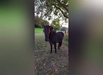 Caballos islandeses, Yegua, 2 años, 140 cm, Negro