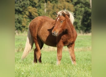 Caballos islandeses, Yegua, 2 años, 140 cm, Perla