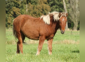 Caballos islandeses, Yegua, 2 años, 140 cm, Perla