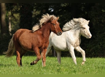 Caballos islandeses, Yegua, 2 años, 140 cm, Perla