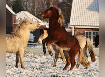 Caballos islandeses, Yegua, 2 años, 140 cm, Perla